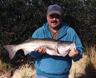 striped bass